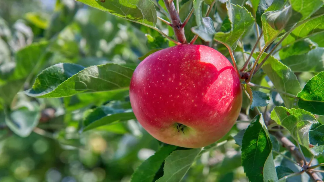 Manzana en un arbol