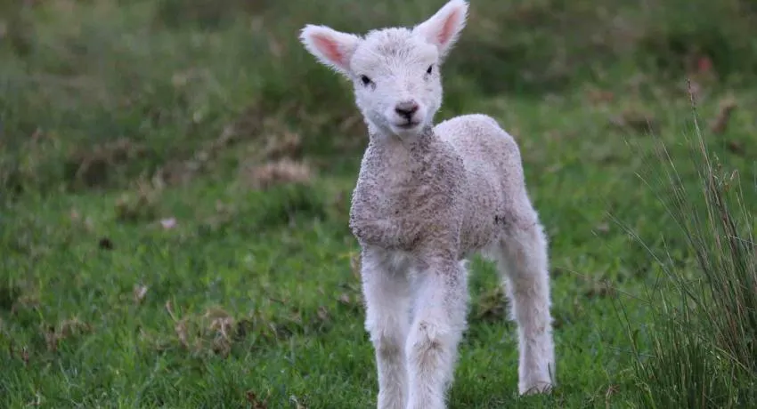 Peuples antiques offrant des sacrifices d'animaux sur un autel et une créature angélique au-dessus d'un feu